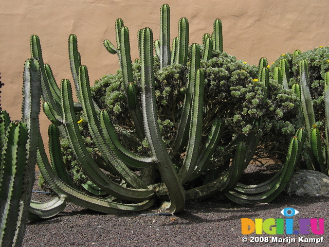 27868 Cacti at Mirador Morro Velosa